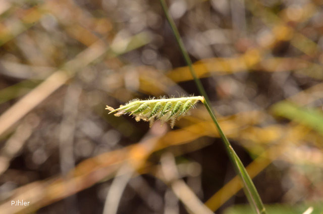 Herbacées et graminées