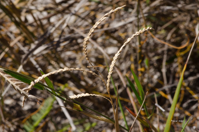 Herbacées et graminées