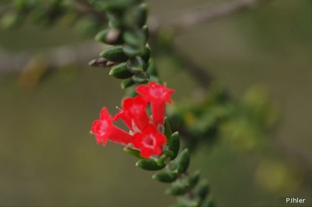 Plantes avec fleur(s) de couleur rouge