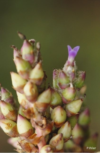 Plantes broméliacées