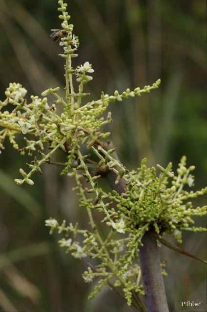 Plantes avec fleur(s) de couleur blanche