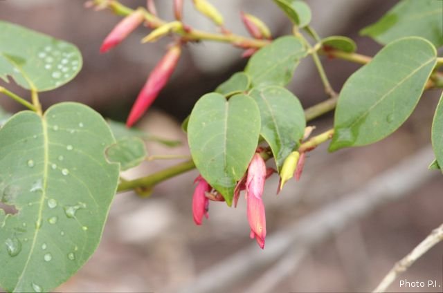 Plantes avec fleur(s) de couleur rouge