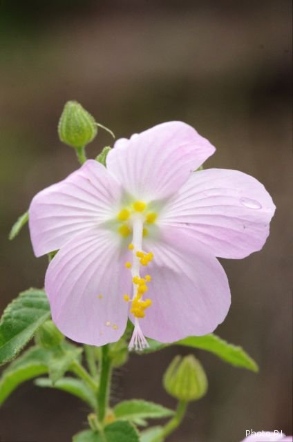 Plantes avec fleur(s) de couleur rose ou violette
