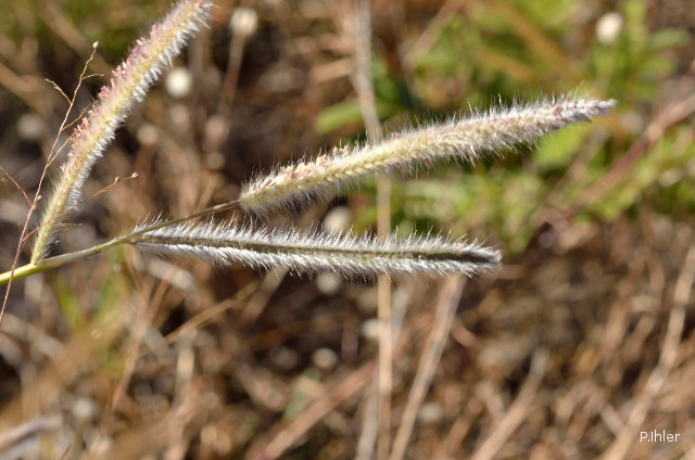 Herbacées et graminées