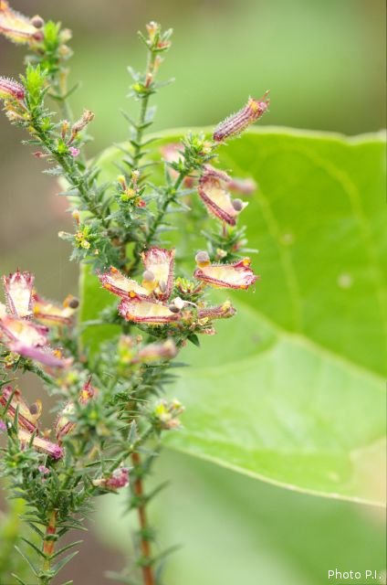 Plantes avec fleur(s) de couleur rouge