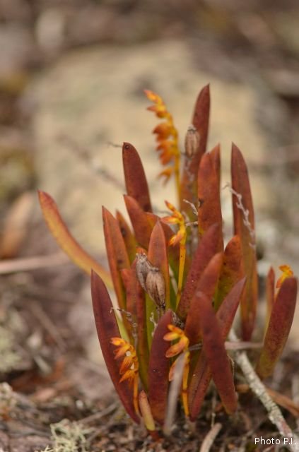 Plantes orchidacées