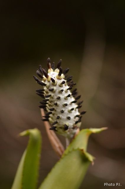 Plantes broméliacées