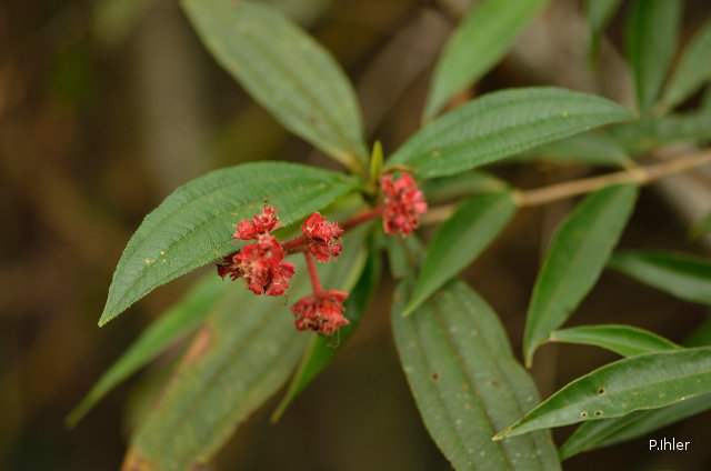 Plantes avec fleur(s) de couleur rouge