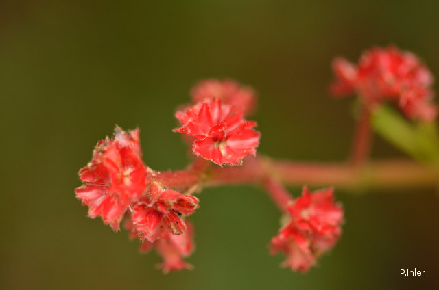 Plantes avec fleur(s) de couleur rouge