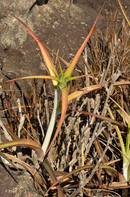 Plantes broméliacées