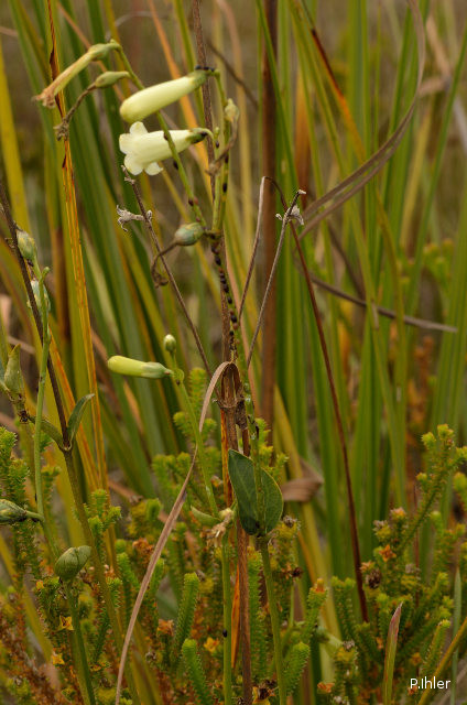 Plantes avec fleur(s) de couleur blanche