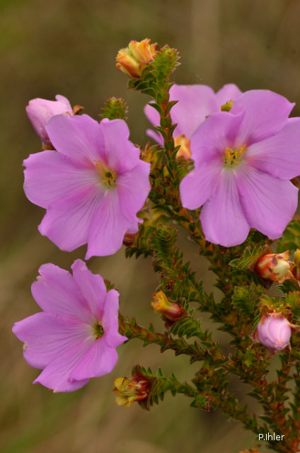 Plantes avec fleur(s) de couleur rose ou violette