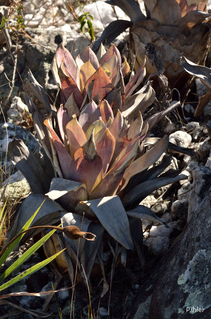 Plantes broméliacées