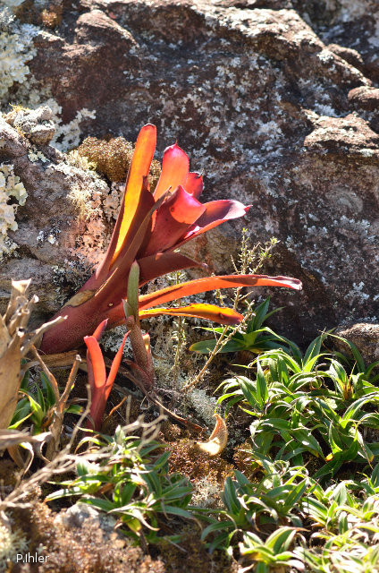 Plantes broméliacées