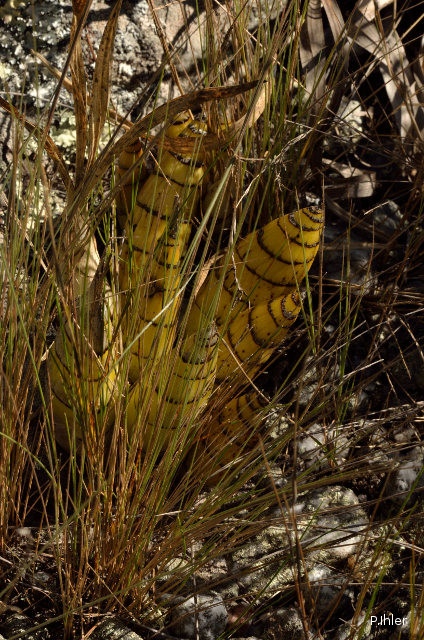 Plantes orchidacées
