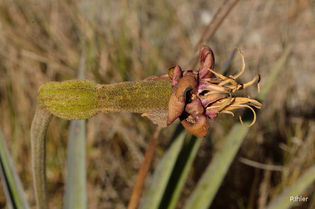 Plantes broméliacées