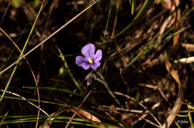 Plantes avec fleur(s) de couleur bleue