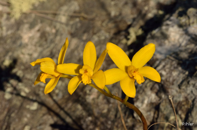 Plantes orchidacées