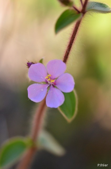 Plantes avec fleur(s) de couleur rose ou violette