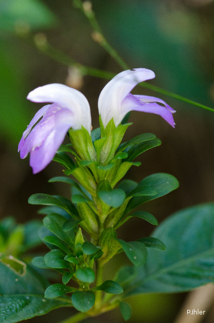 Plantes avec fleur(s) de couleur bleue