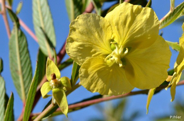 Plantes avec fleur(s) de couleur jaune ou dorée