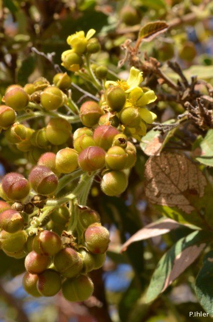 Plantes avec fleur(s) de couleur jaune ou dorée