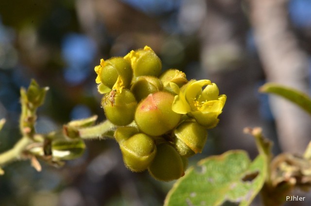 Plantes avec fleur(s) de couleur jaune ou dorée