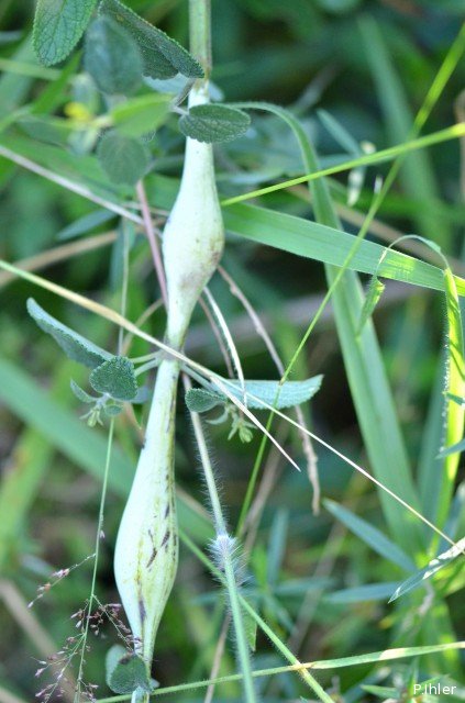 Exemples - maladies ou autres dans le Cerrado