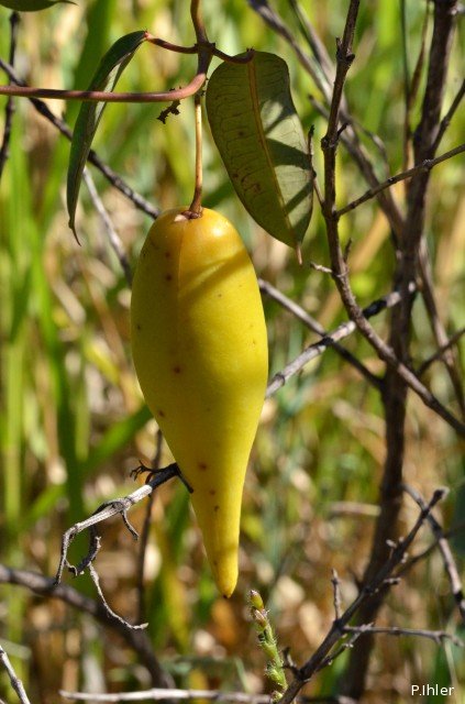 Fruits et semences