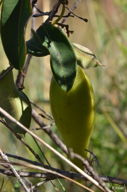 Fruits et semences