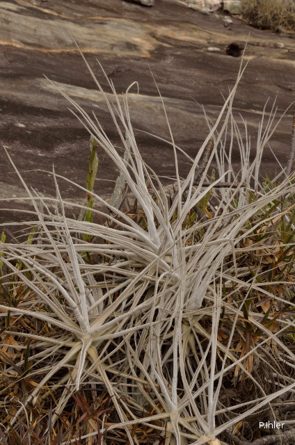 Plantes broméliacées
