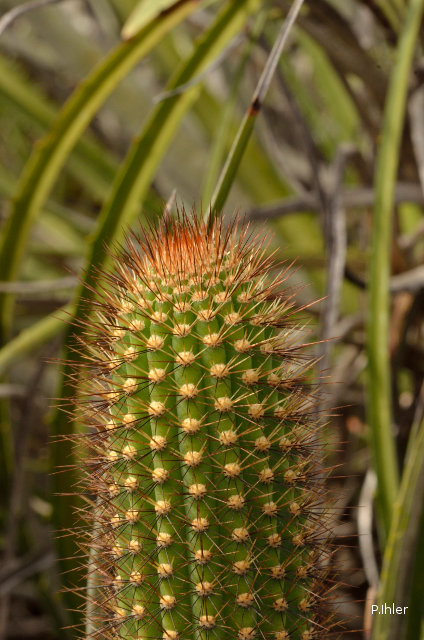 Les cactacées et autres plantes épineuses