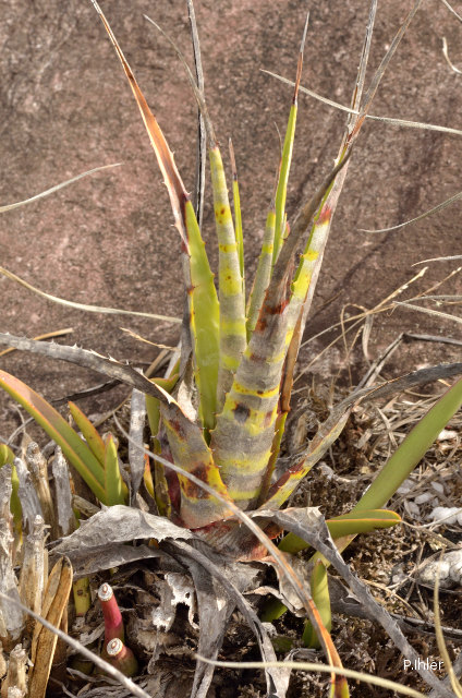 Plantes broméliacées