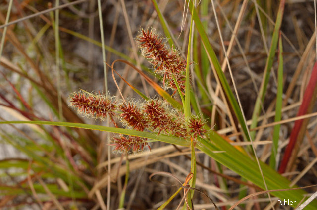 Herbacées et graminées