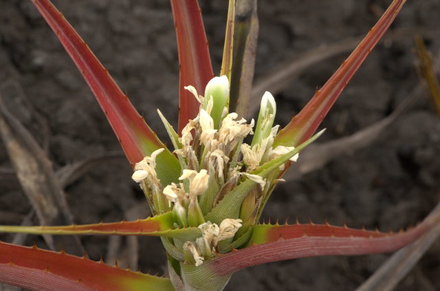 Plantes orchidacées