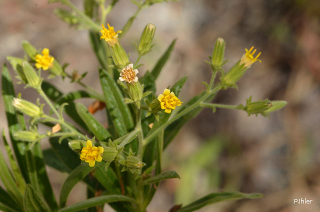 Plantes avec fleur(s) de couleur jaune ou dorée