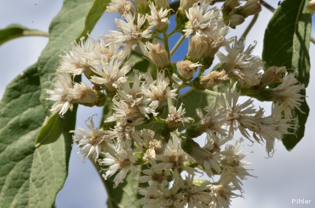 Plantes avec fleur(s) de couleur blanche