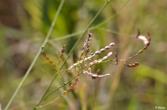 Herbacées et graminées