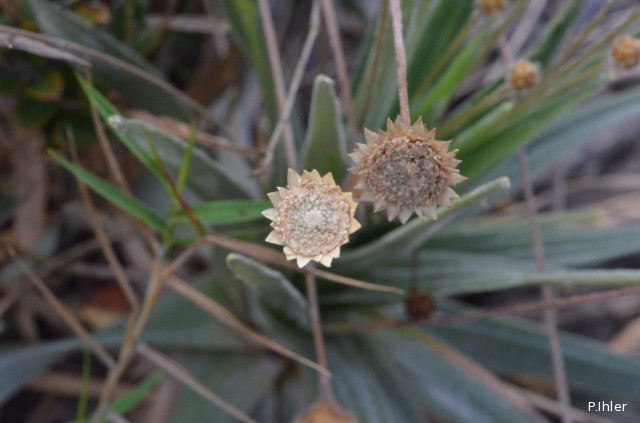 Plantes similaires aux plantes bromélacées</span>