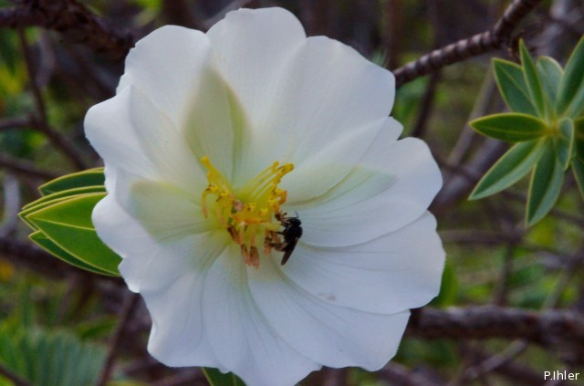 Plantes avec fleur(s) de couleur blanche