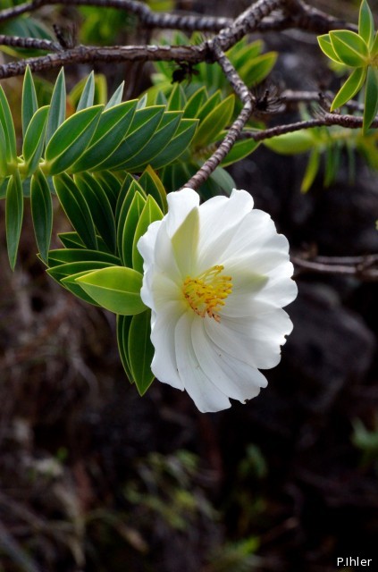 Plantes avec fleur(s) de couleur blanche