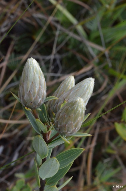Plantes avec fleur(s) de couleur blanche