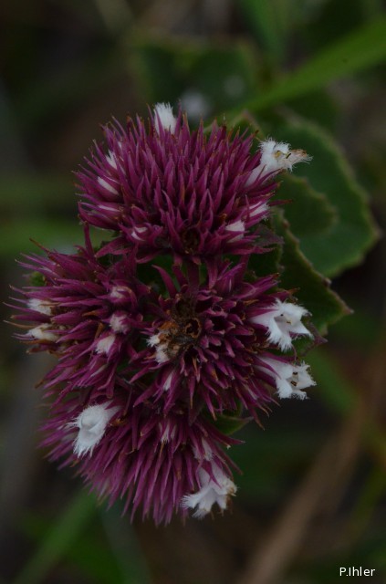 Plantes avec fleur(s) de couleur rose ou violette