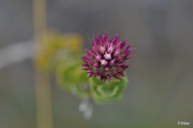Plantes avec fleur(s) de couleur rose ou violette
