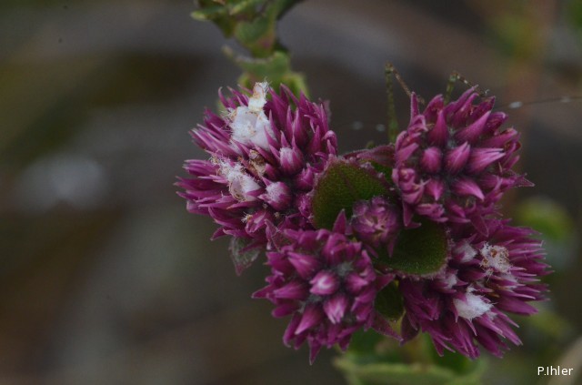 Plantes avec fleur(s) de couleur rose ou violette