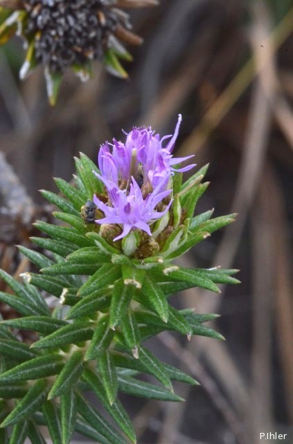 Plantes avec fleur(s) de couleur rose ou violette