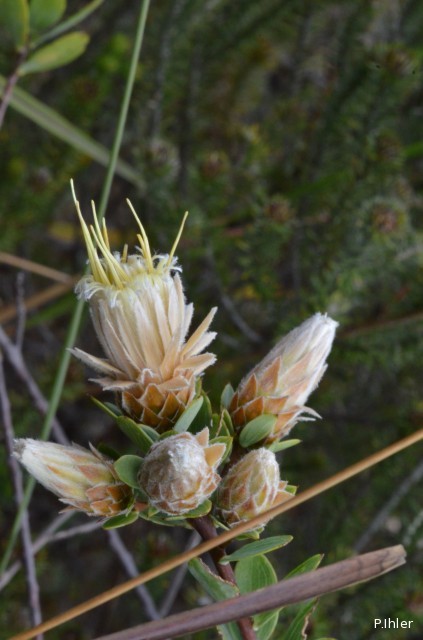 Plantes avec fleur(s) de couleur blanche