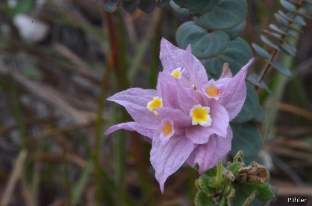 Plantes avec fleur(s) de couleur rose ou violette