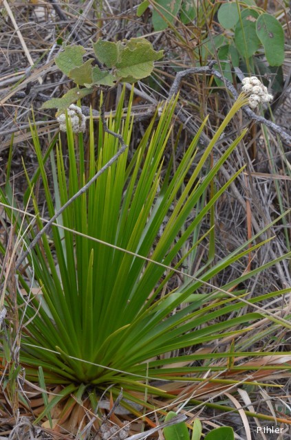 Plantes similaires aux plantes bromélacées