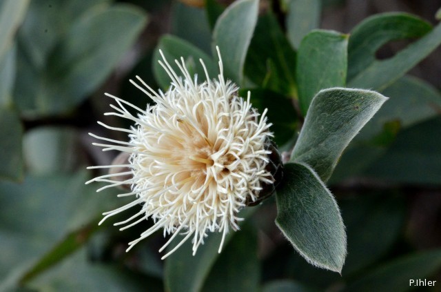Plantes avec fleur(s) de couleur blanche